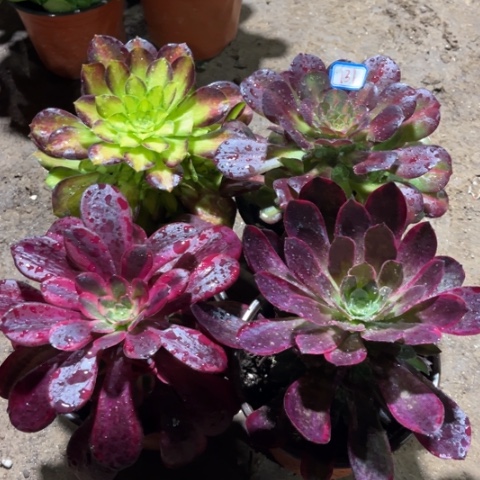 131多肉植物组合