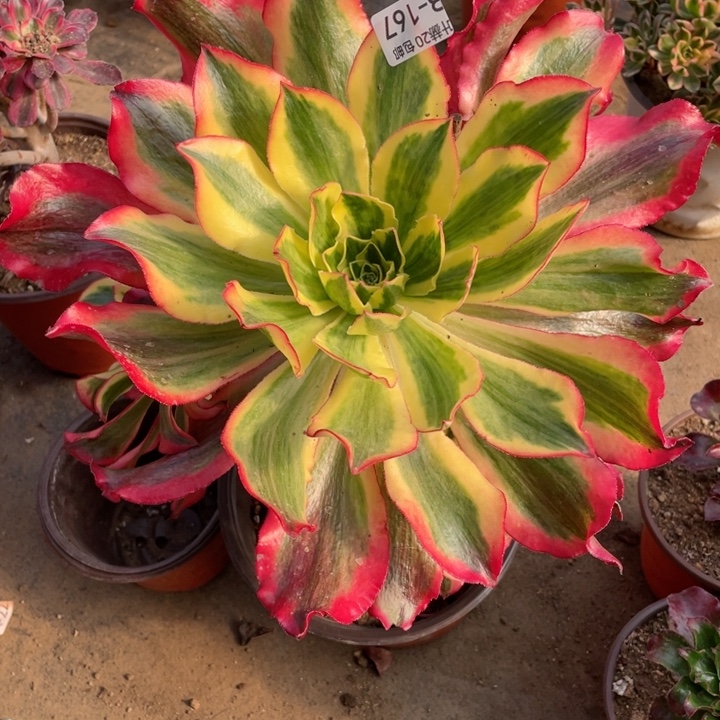 167魅影多肉1123456789