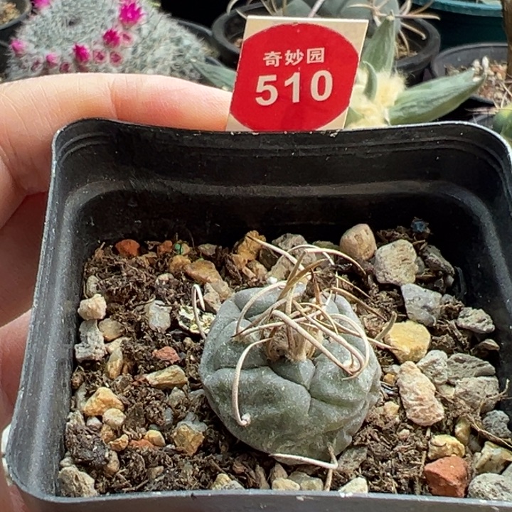 实生长刺娇丽2.4cm一棵仙人球