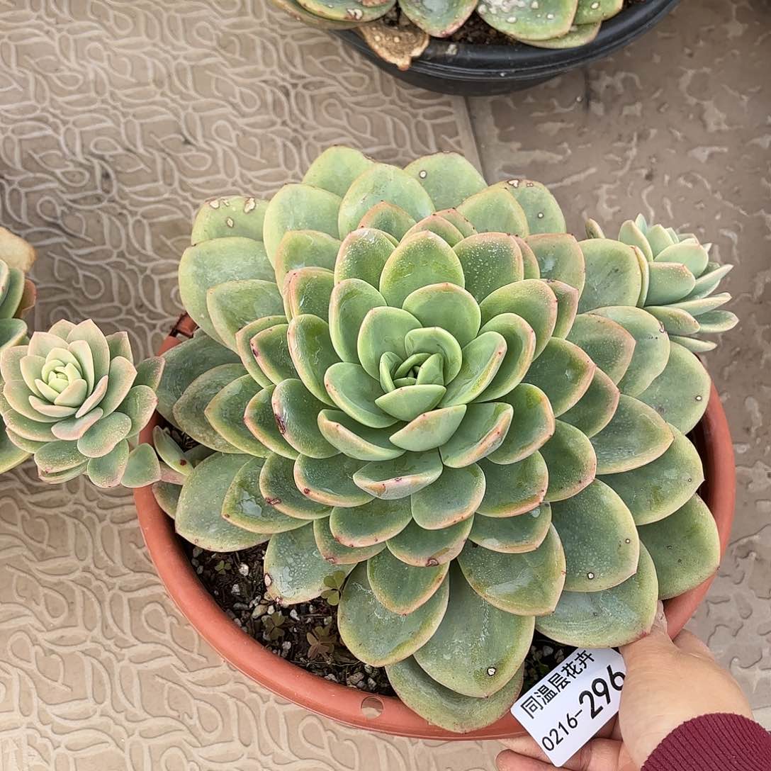 同温层多肉旋凤296