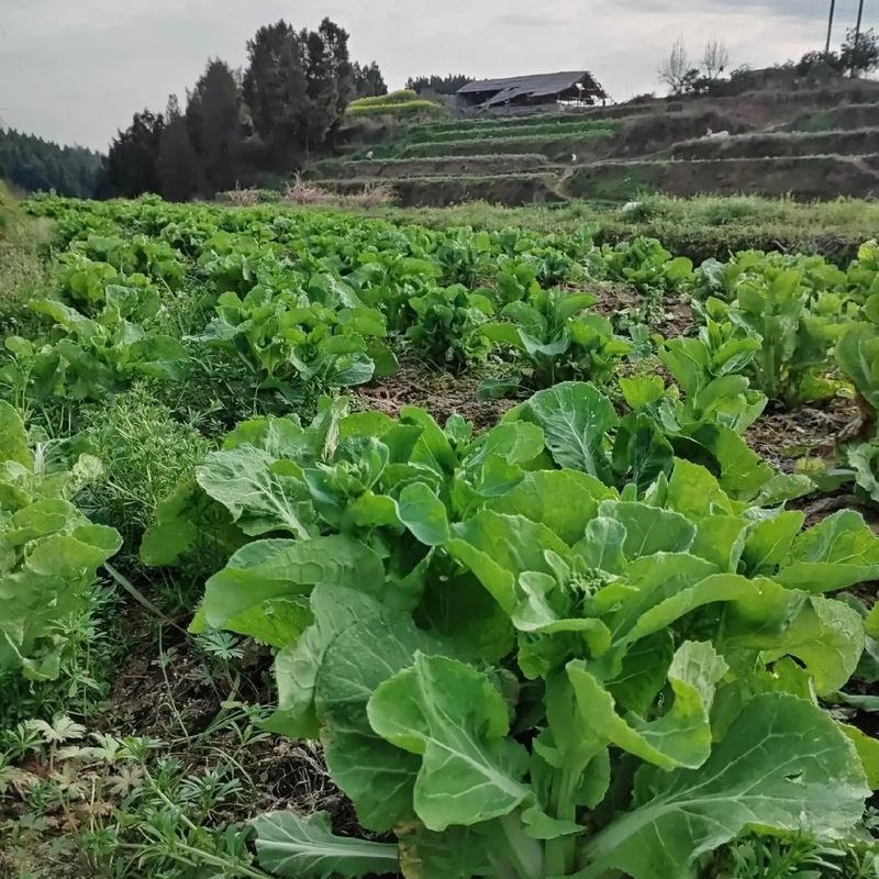 湖南农家露天新鲜黄芽白菜苔当季时令蔬菜现摘现发