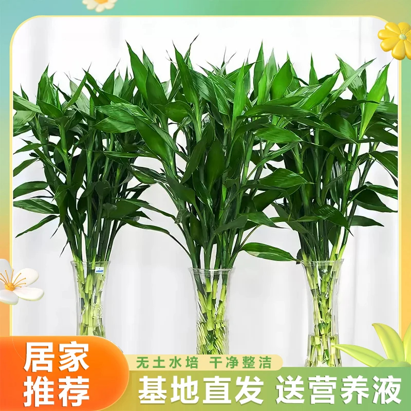 富贵竹水培中竹80-90厘米 室内花客厅招财水养绿萝转运竹节节高