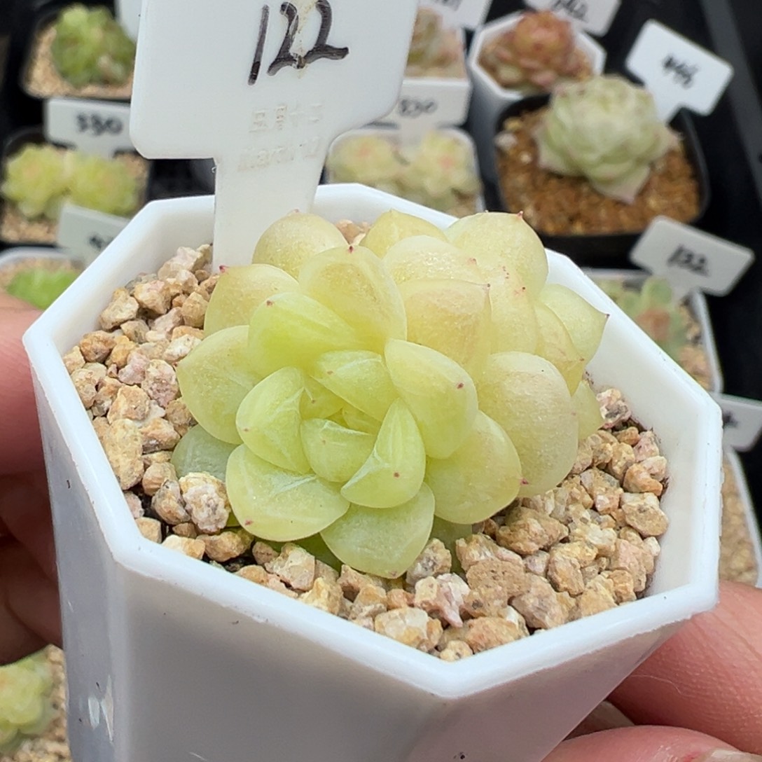 122号皛皛 晗雨多肉