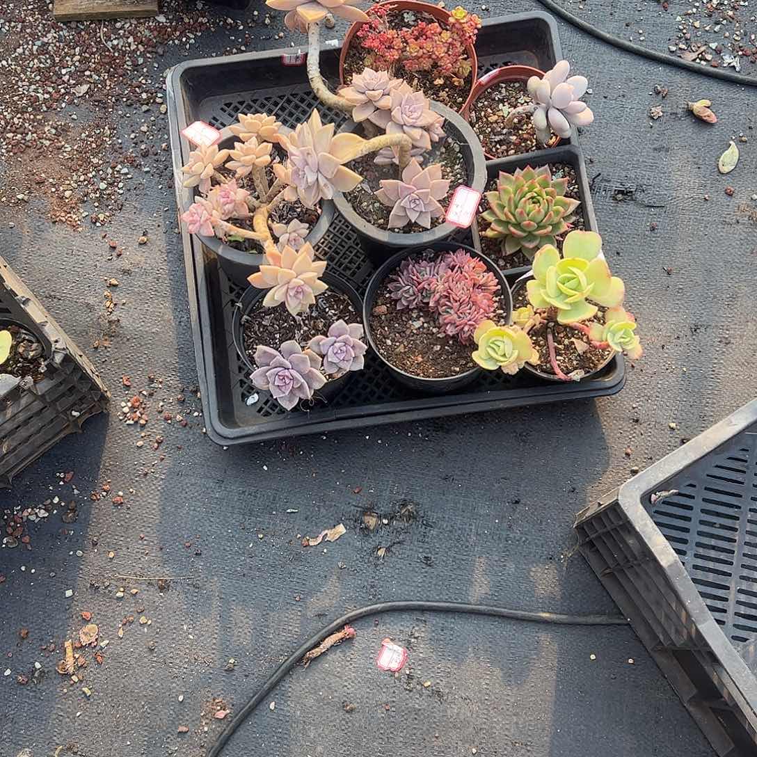 天***j8颗多肉小老桩脱土