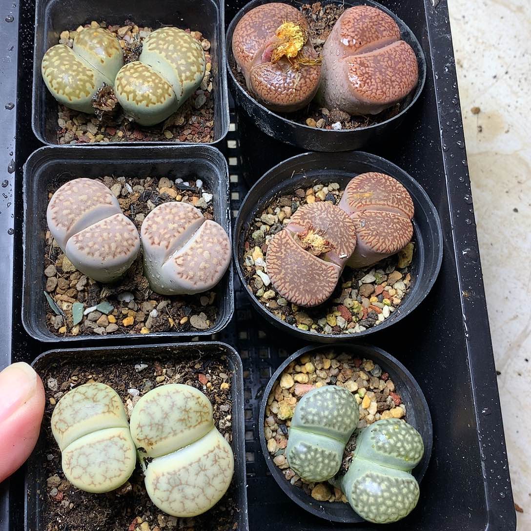 忘*D229多肉植物保护