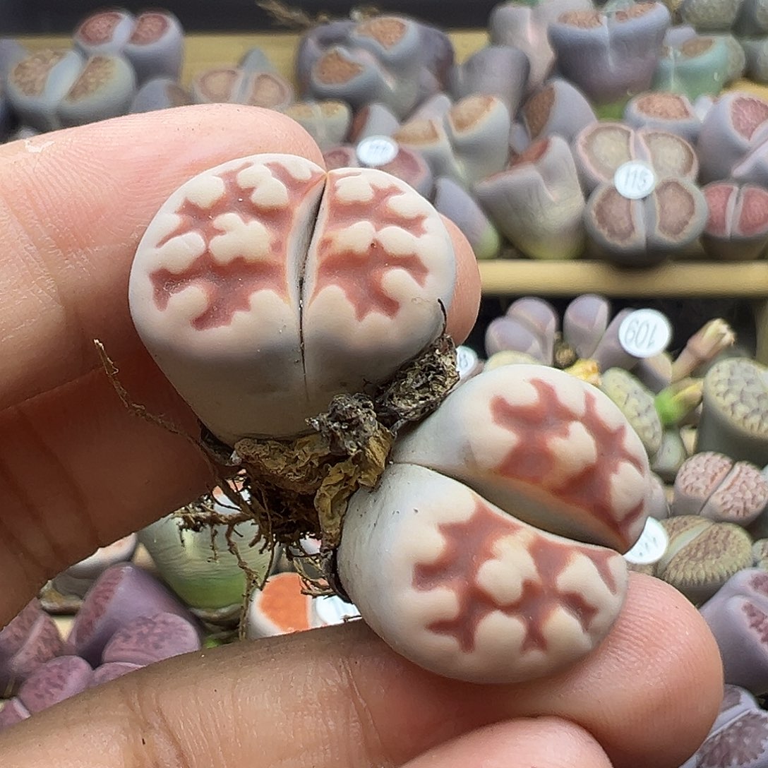 117炸111111111111111