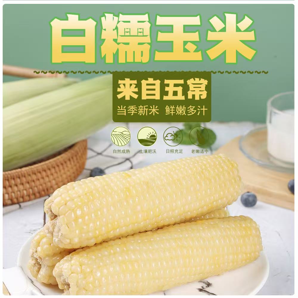 东北白糯玉米香甜软糯单支8独立真空锁鲜包装