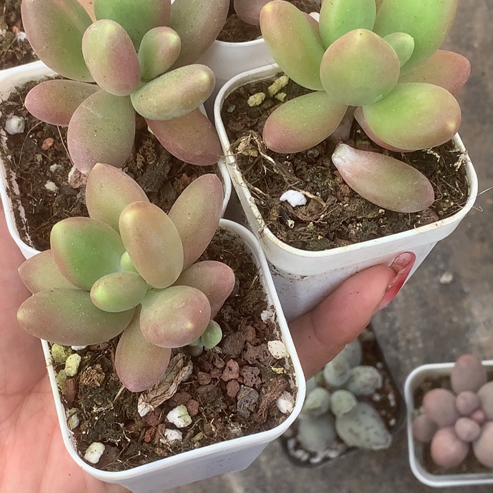 芒果奶。（满9.99包邮不满9.99发叶子）