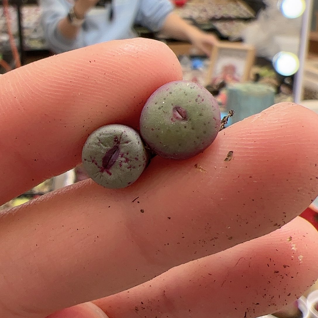 【闪购商品】26 红嘴