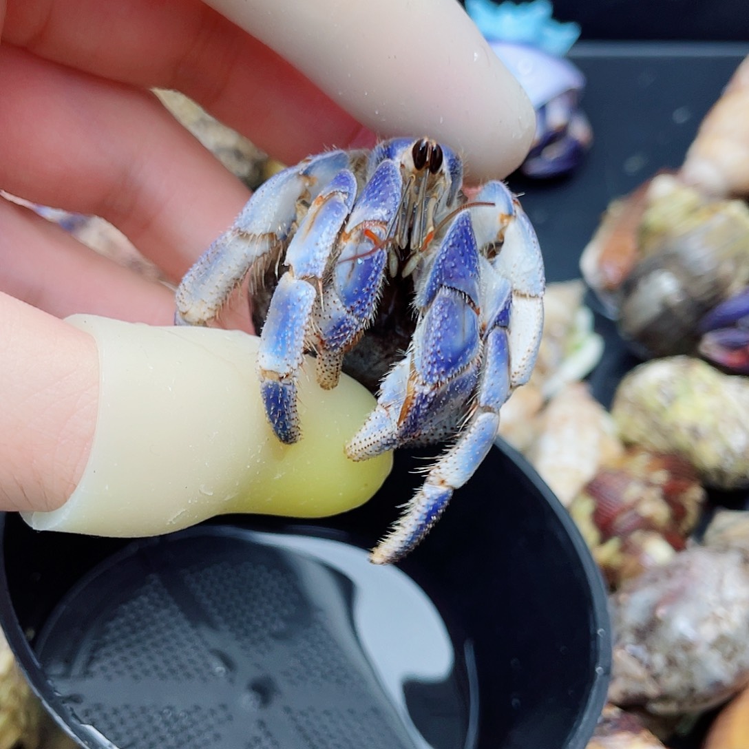 2.5口克莱因蓝紫陆