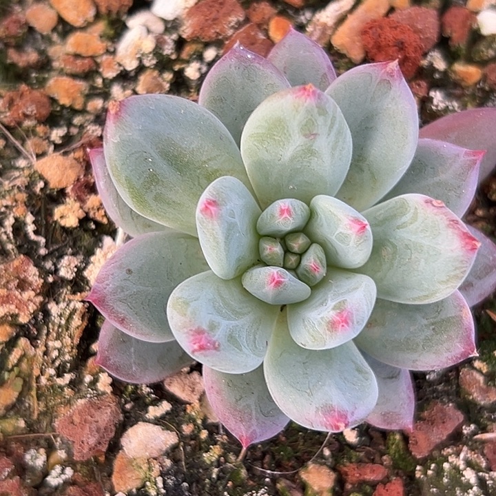 美人杂交特价一物一拍