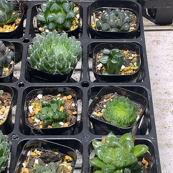 12 脱土发货8颗13.9包邮