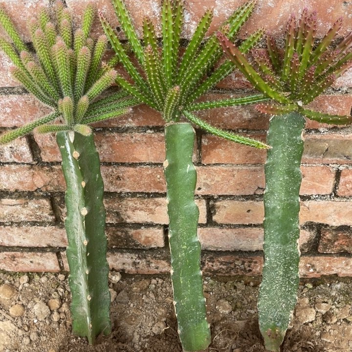 昨***风完全开放嫁接鼠尾令箭三棵三个花色