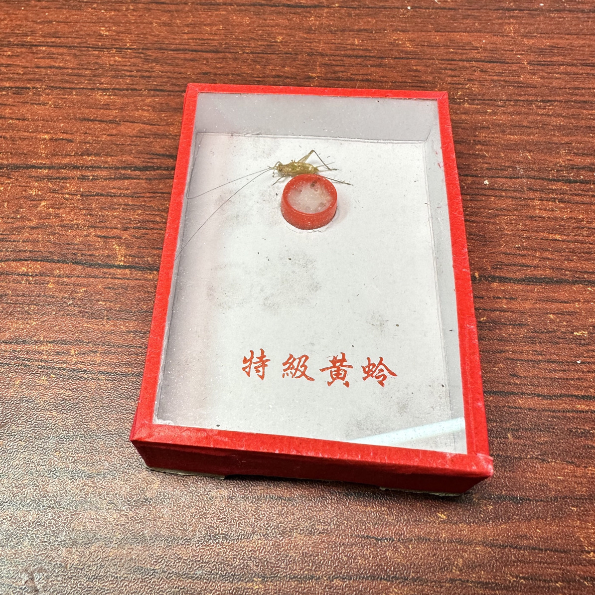 黄山过冬人工大黄蛉适合饲养观赏