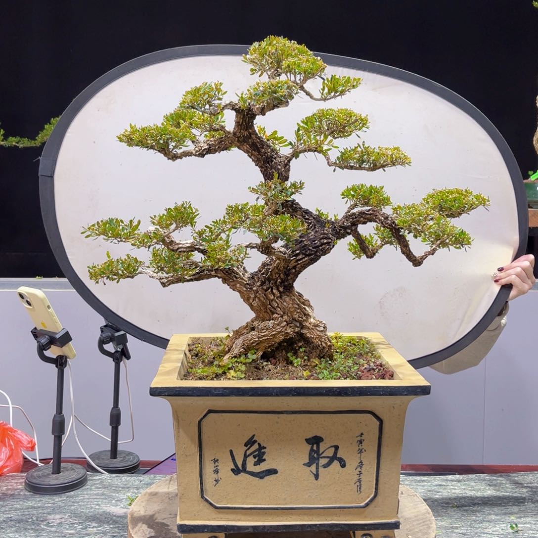 四季常青老桩黄杨盆景一**前