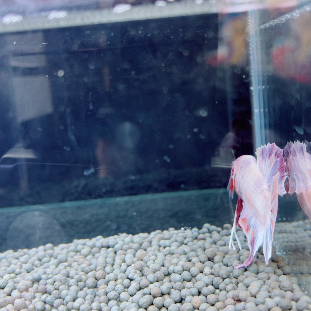 迷***丑海水鱼呵呵呵可乐乐乐乐乐乐乐乐乐乐哦