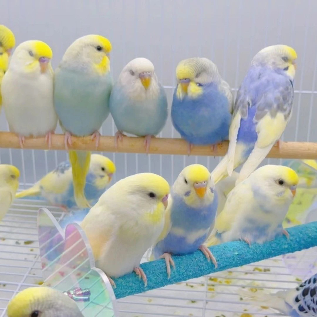 鹦鹉芙蓉宠物鸟观赏繁殖十元不是鸟拍前联系主播