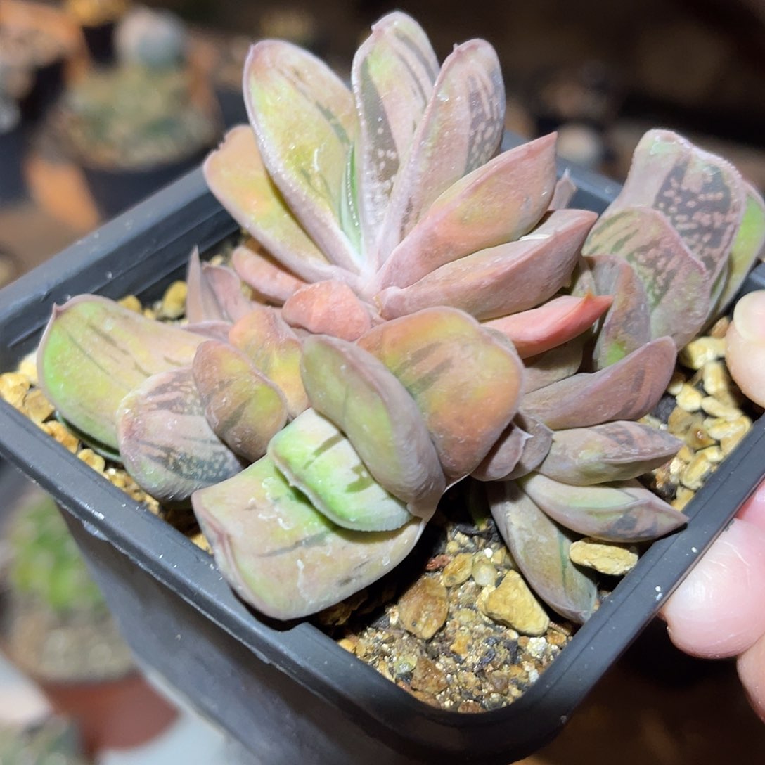 满38包邮2天凑单，脱土晾根发货多肉植物