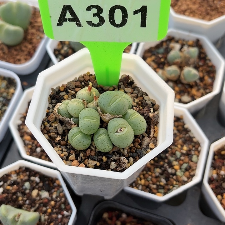 虾***仁301jhhhjjjjjjjjjjjjjjjjjnj