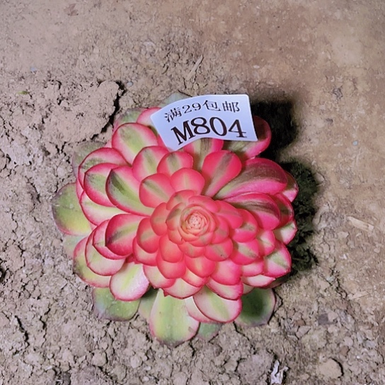 804荔枝多肉植物