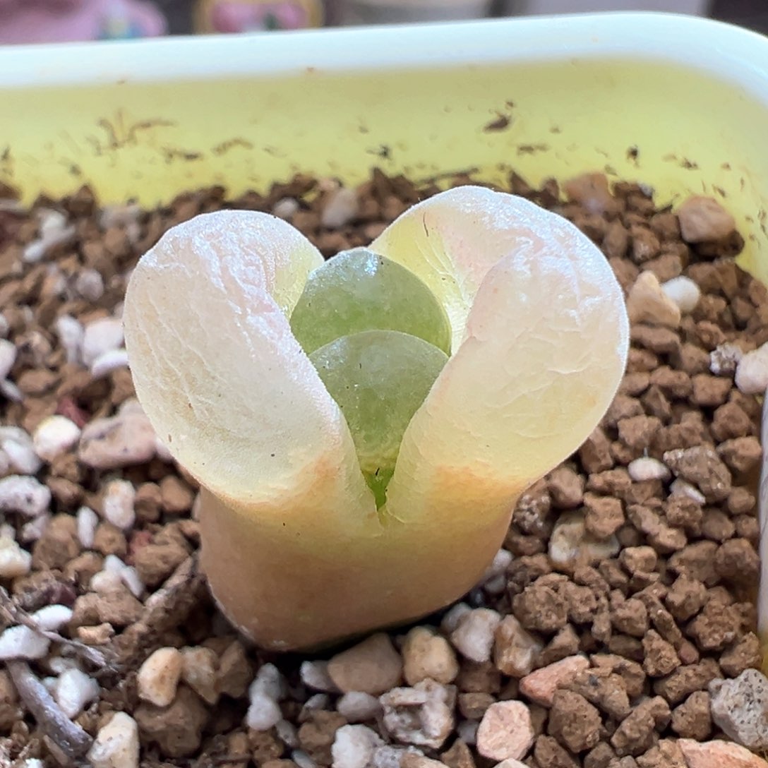 813。青蛙1089鲑鱼粉 内双头