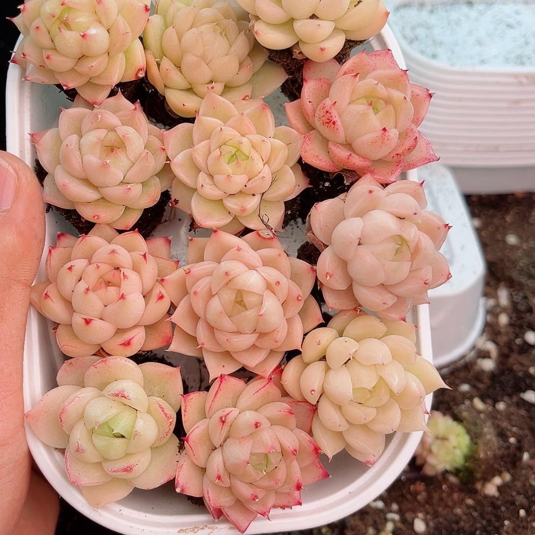 1-174 新疆西藏内蒙不发12.8包邮