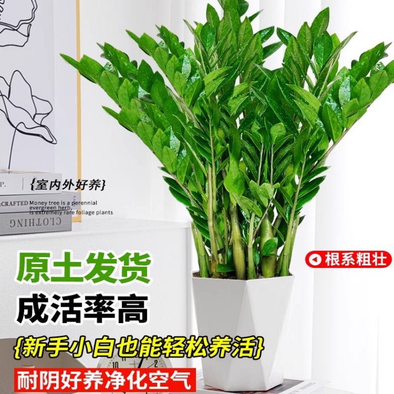 金钱树盆栽植物室内客厅大绿植好养花卉办公室招财树摇钱串子植物