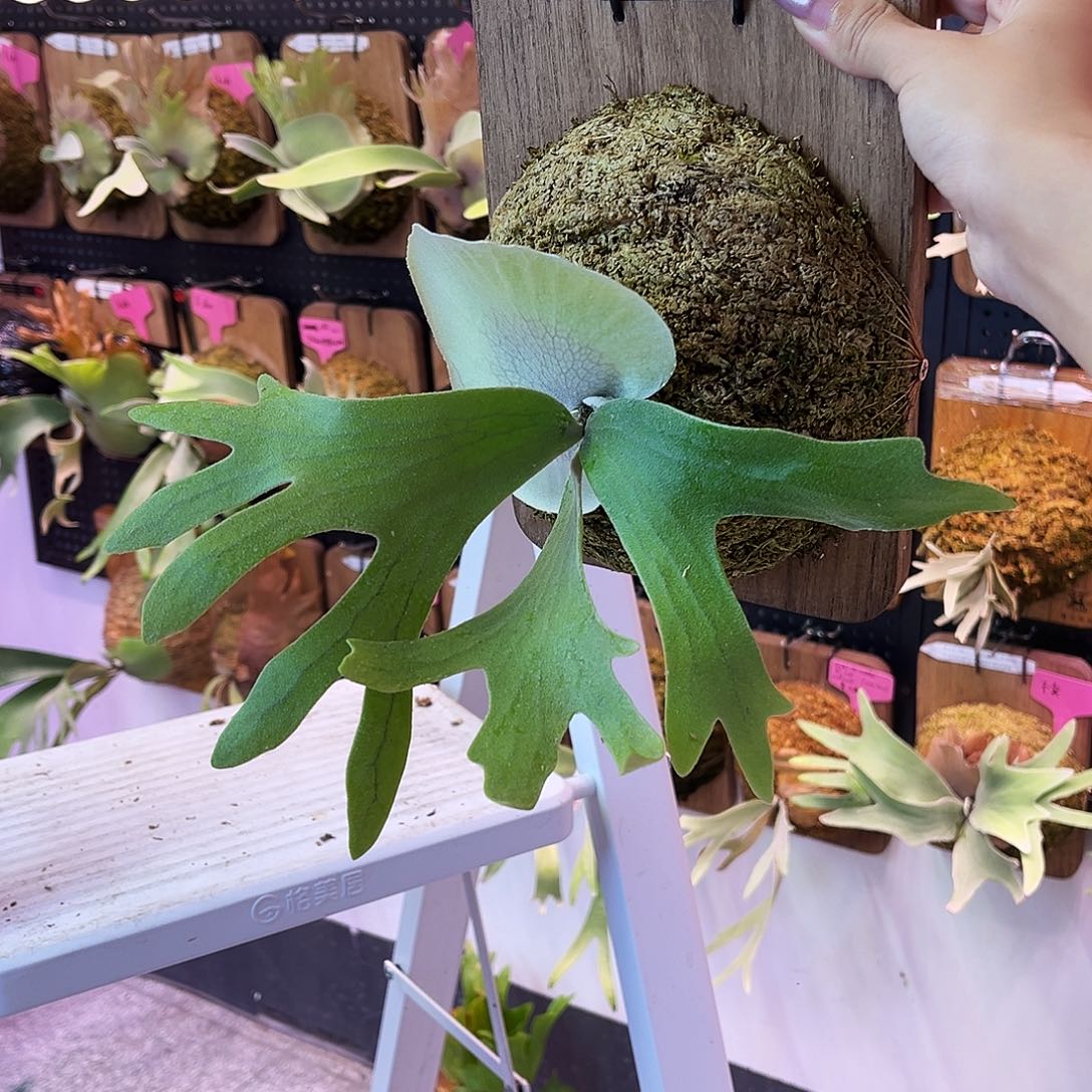 不开花植物nook 蓝猴黄月