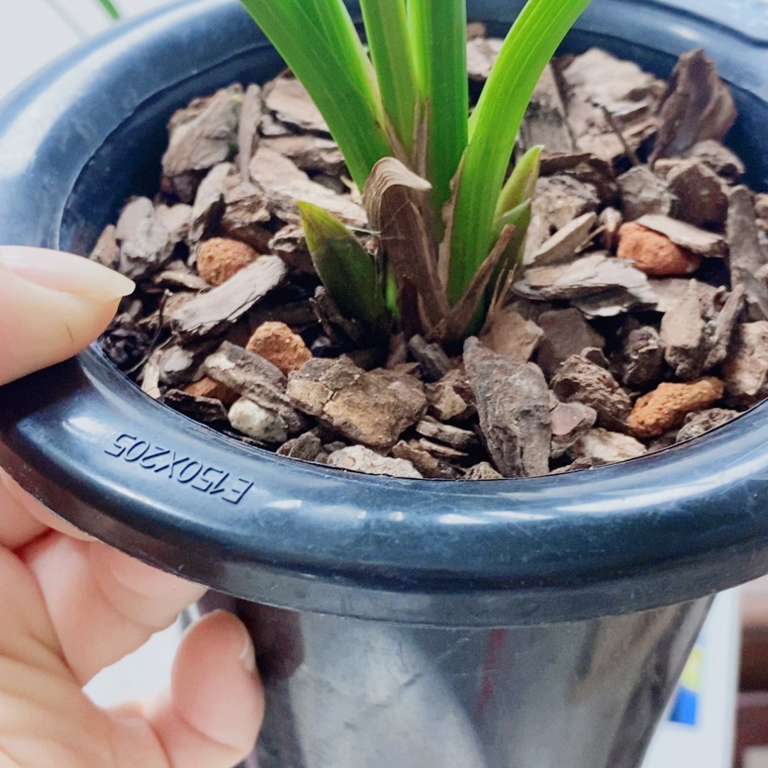 风***月当前无花栽培后可以开花