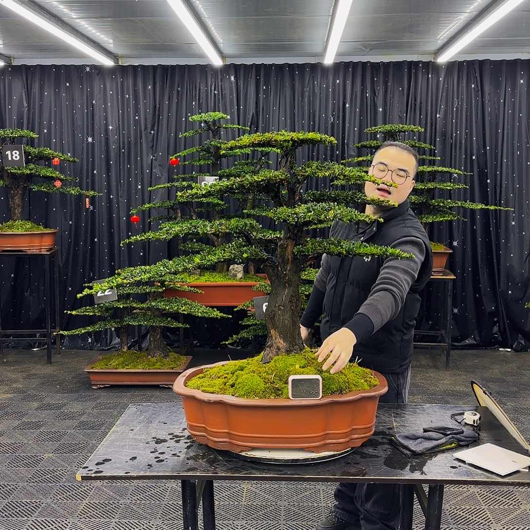 红芽罗汉松高端造型盆景