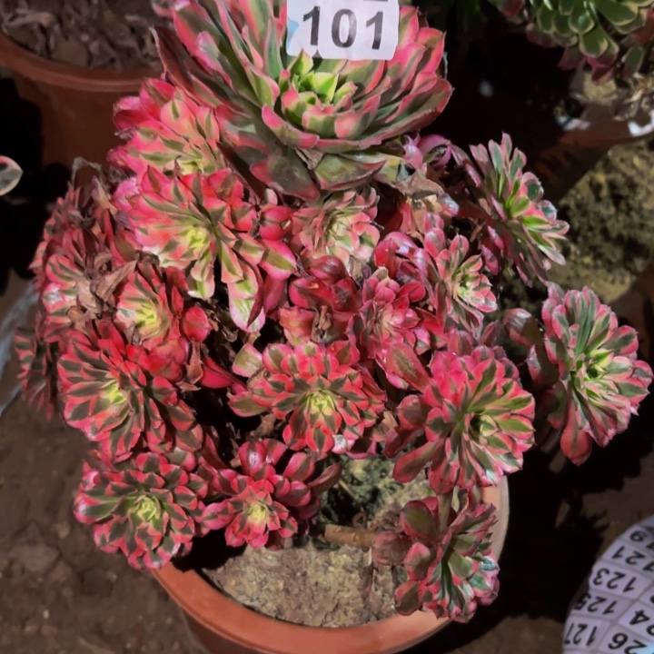 101粉铜多肉植物不售后