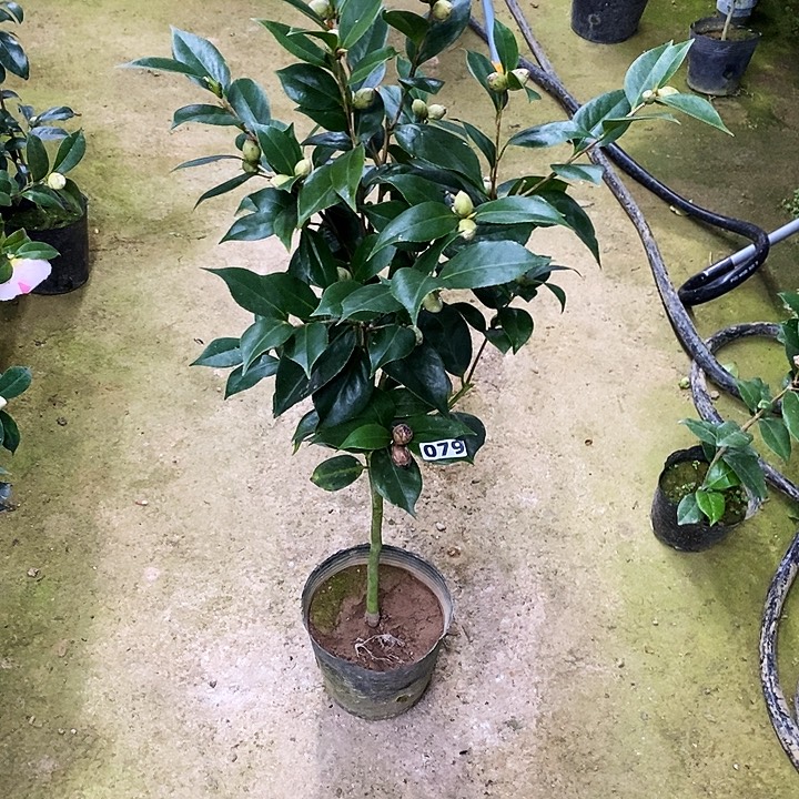 双墨。  茶花。，。 079。  