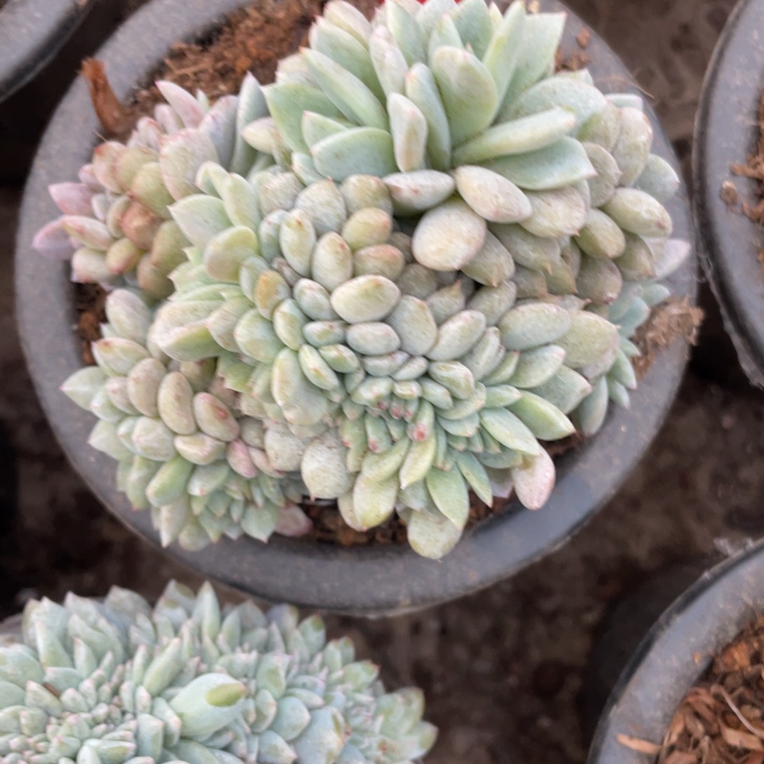 128号星影缀化多头