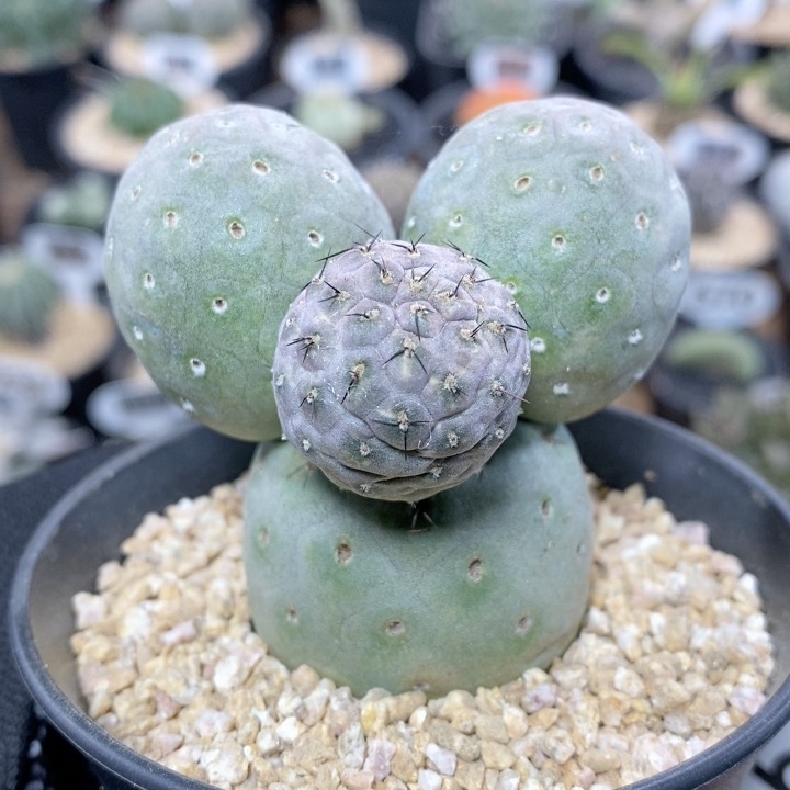 198号米奇习志野6cm