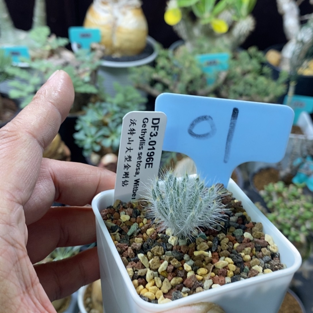 沃特山大型金刚钻