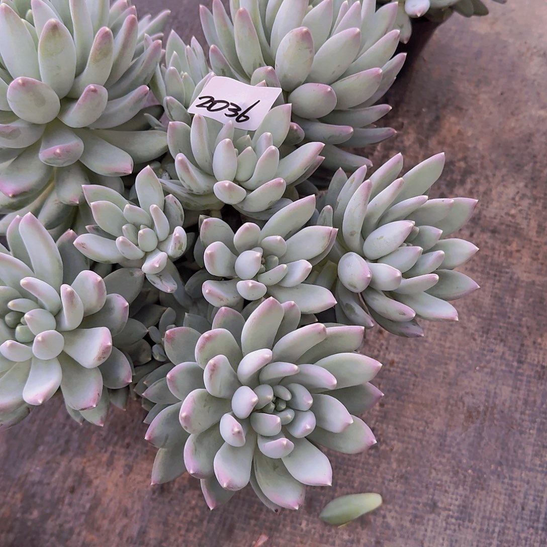 蛋***卷2036星空美人多肉植物