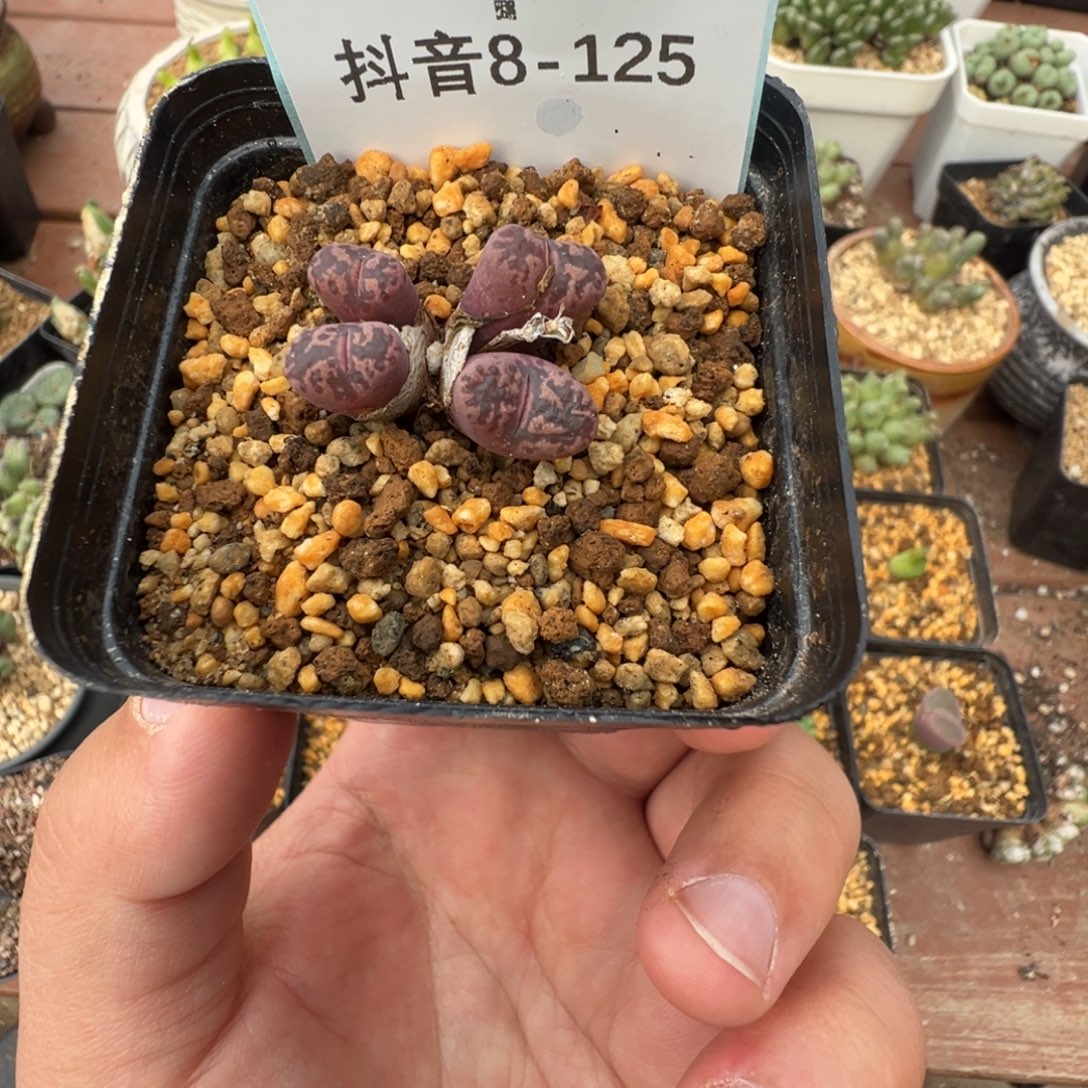 核***妈8-125肉锥多肉植物