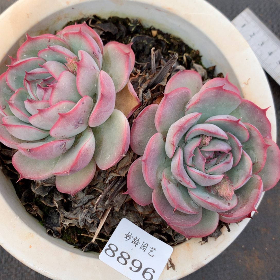 8896杂交多肉老桩