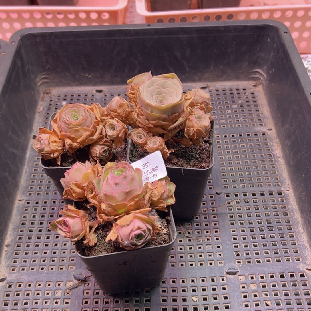 957 裸根不带土发货不包损