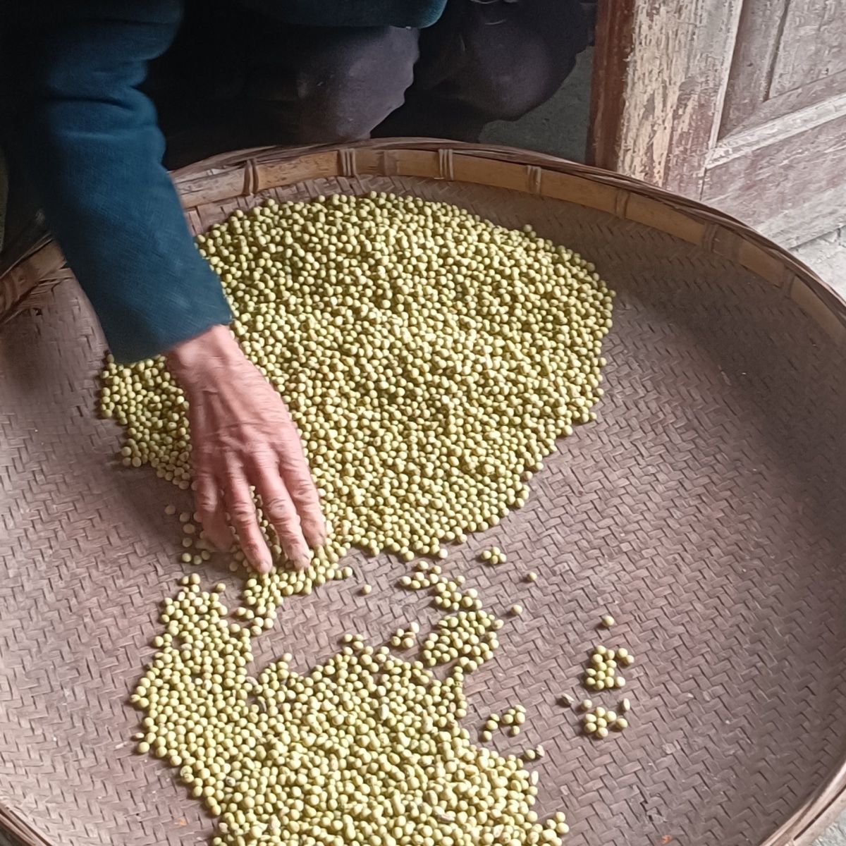 2025年湘西农家自种非转基因小黄豆