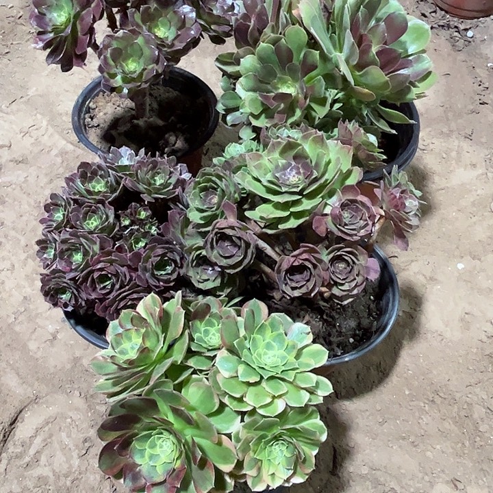 701多肉植物瑕疵特价，