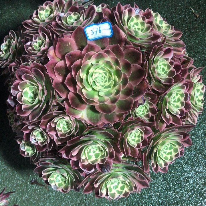 576白凤多肉法师