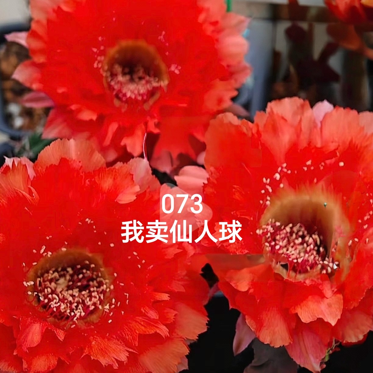 彩草073侧芽歪，净化空气满28米包邮非偏远