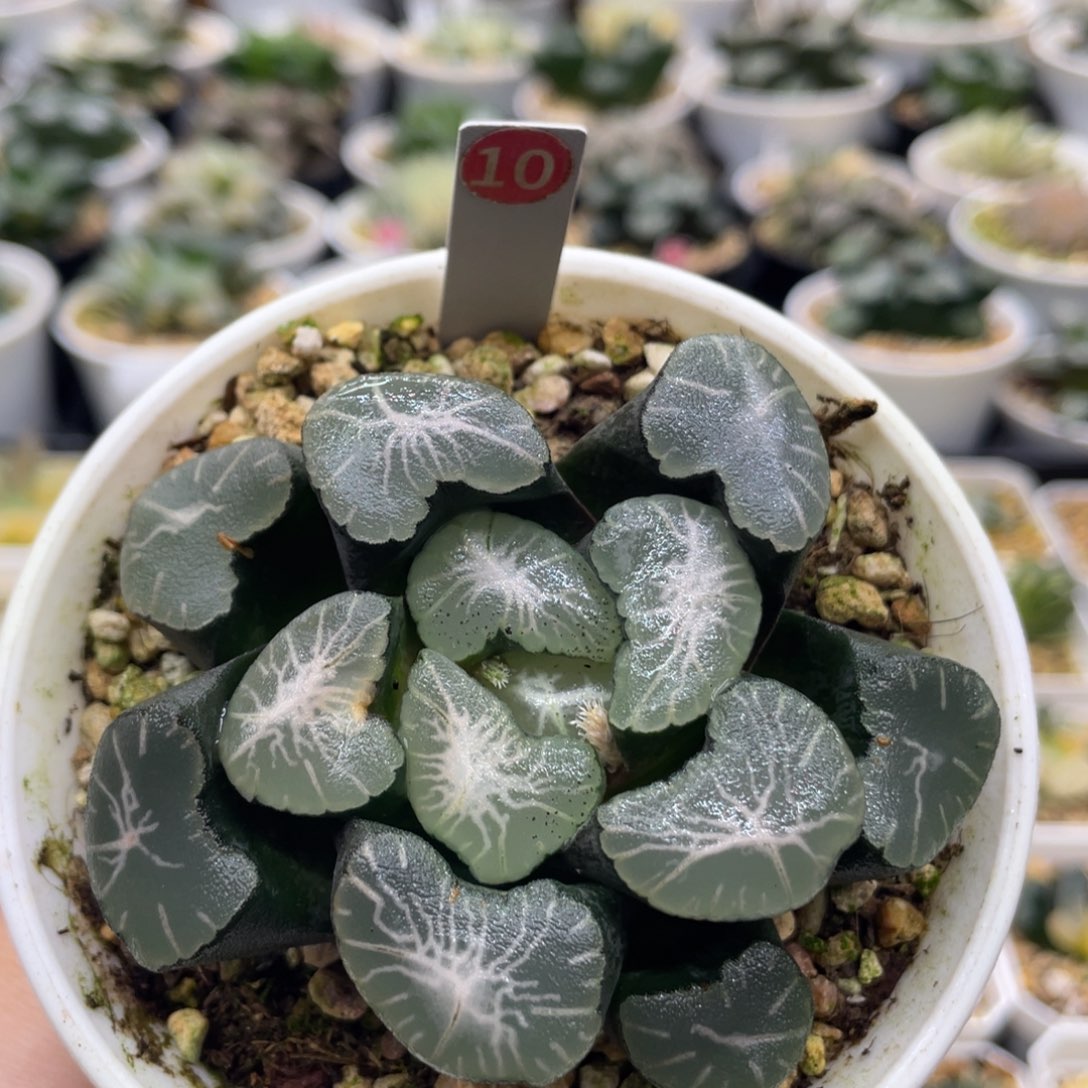 10 t-63虹膜万象1111111