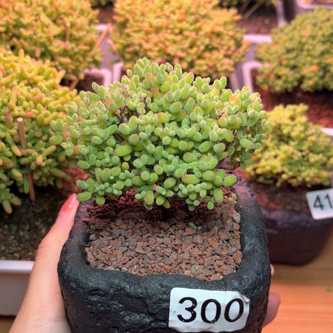 300金橘可爱多肉植物