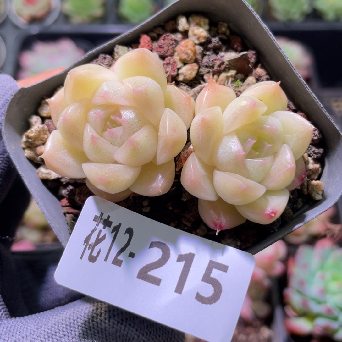 花利美12-215麦秆