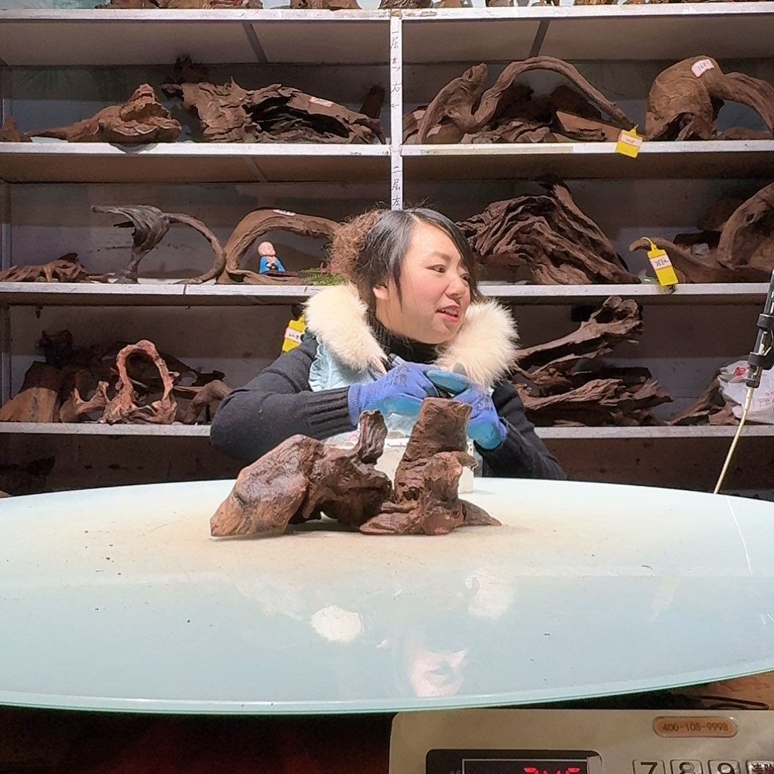 倍诸沉木不包损必褪色6093