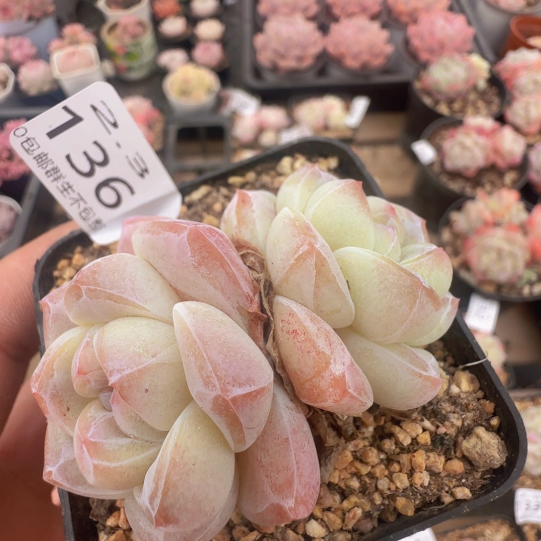 双头冰玉一颗脱土发货