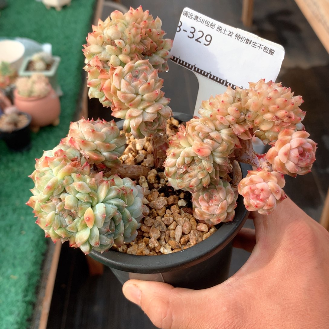 冰魄朵朵缀老桩多肉