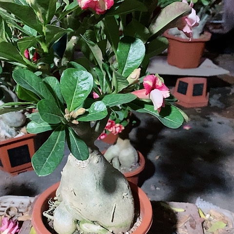 【闪购商品】无花朵X****6